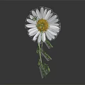 White Daisy Flower in Vase with Yellow Center Green Stem Leaves on Dark Background