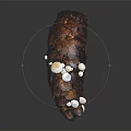 Root Vegetable In Pine Cone Shape With Small White Mushrooms On Dark Roasted Surface 3d model