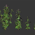 Plants of Different Sizes With Green Leaves and Purple Small Flowers on Dark Background