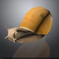 Giant Yellow Snail with White Body and Long Antennae Moving on Dark Shiny Surface