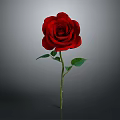 Beautiful Red Rose Plant With Green Stem And Leaves On Gray Background