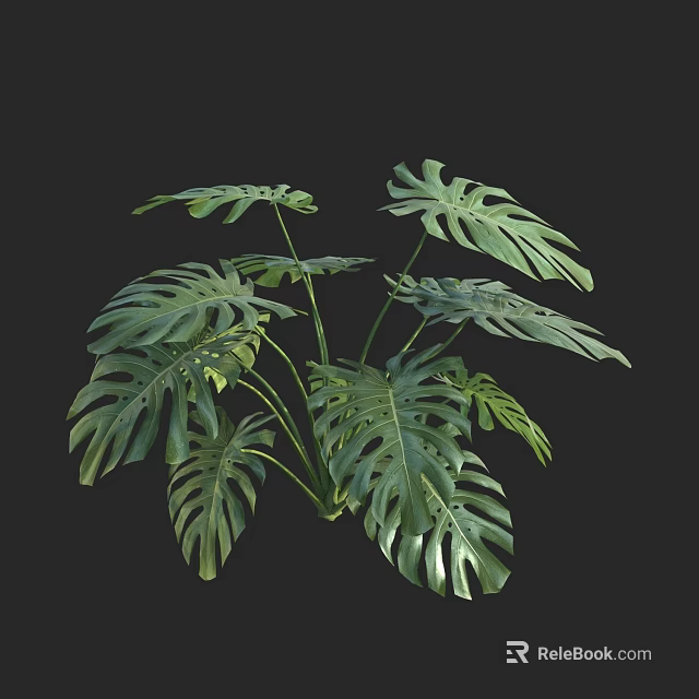 Monstera Potted Plant With Large Split Leaves And Green Foliage For Indoor Decor 3d model 