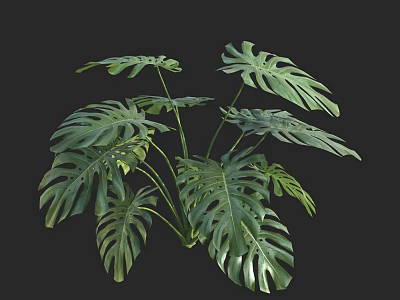 Monstera Potted Plant With Large Split Leaves And Green Foliage For Indoor Decor 3d model