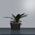 Lush Green Leaf Bonsai Potted Plant In Dark Pot Against Light Wall On Smooth Surface