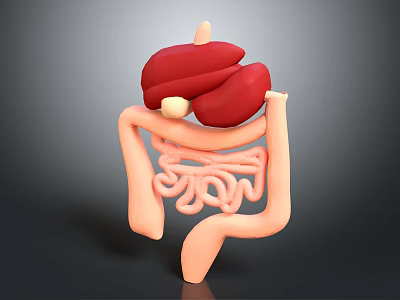 Realistic 3D Anatomical Model of Human Liver and Intestines for Medical Study 3d model