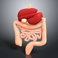 Realistic 3D Anatomical Model of Human Liver and Intestines for Medical Study