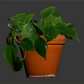 Lush Green Indoor Plant with Heart Shaped Leaves in Orange Terracotta Pot