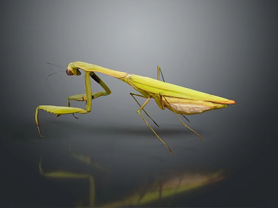 Green Praying Mantis With Extended Forelegs On Dark Reflective Surface 3d model