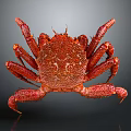 Red Crab With Textured Body Long Legs And Claws On Dark Background