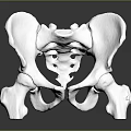 Medical Device Anatomical Pelvic Bone Model For Educational And Research Use 3d model