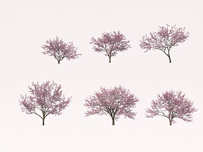 Ornamental Purple Flowering Arbor Trees With Lush Spring Blooms And Full Canopy 3d model