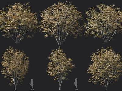 Six Trees in Full View with Amber Autumn Leaves and People for Size Reference 3d model