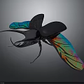 Colorful Iridescent Winged Beetle With Black Body And Long Antennae On Dark Background