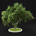 Lush Fruit Tree With Red Fruits Green Leaves Thick Trunk And Green Grass