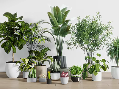 Various Types of Indoor Potted Plants for Home Decor With Green Leaves And Flower Pots 3d model