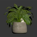 Organic Edible Green Plants in Different Pots with White Striped Leaves