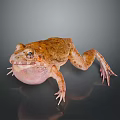 Brown Spotted Frog With Inflated Throat And Detailed Skin On Reflective Surface
