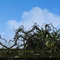 Lush Twisted Vines In Natural Outdoor Garden Landscape With Stone Wall And Green Plants
