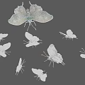 Pteris 3d model