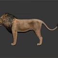 Realistic Male Lion With Thick Mane Standing On Dark Background With Reflection 3d model