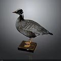 Taxidermy Goose With Gray and White Plumage Standing on Wooden Base Display Decoration