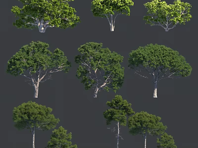 Different Types Of Arbor Trees With Green Foliage And Various Canopy Forms 3d model