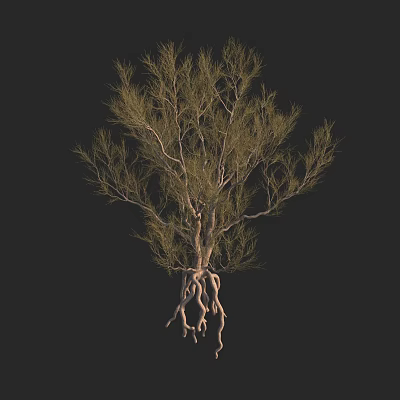 Lush Tall Arbor With Slender Branches Green Foliage And Exposed Roots 3d model