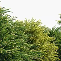 Modern Shrub Trees 3d model