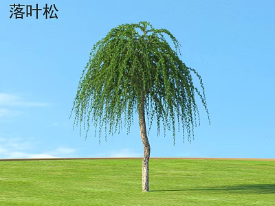 Larch Arbor With Weeping Green Foliage Against Blue Sky And Grass Field 3d model