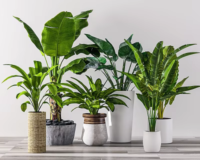 Modern Bonsai Bonsai Bonsai 3d model