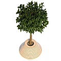 Lush Bonsai Pot Plant With Green Leaves Slender Trunk And Striped White Pot