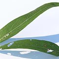 Green Leaves With Visible Veins And Holes On White Background With Shadows