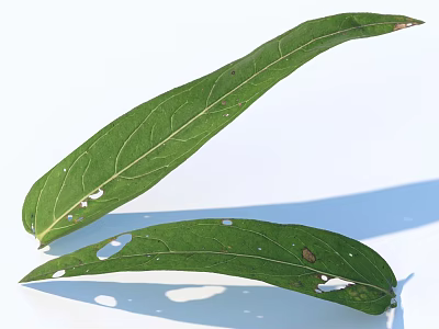 Green Leaves With Visible Veins And Holes On White Background With Shadows 3d model