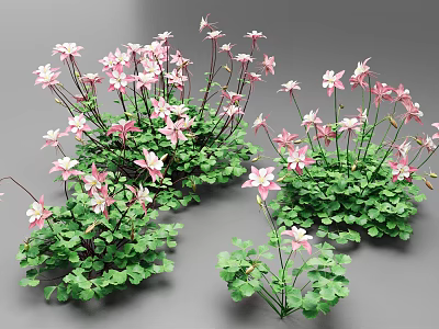 Vibrant Pink Flowers With Green Clover Leaves In Garden Plant 3d model