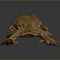 Detailed Colorful Toad With Red Brown Markings On Gray Background