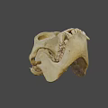 Realistic Detailed Monkey Skull Structure For Game Movie Character Design Elements 3d model