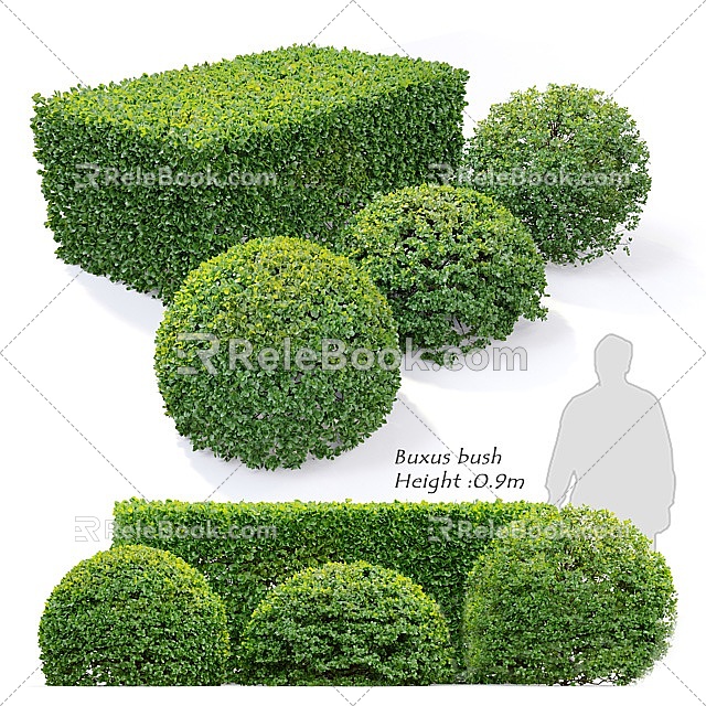 Plant Shrub Shrub Ball Hedgerow 3d model