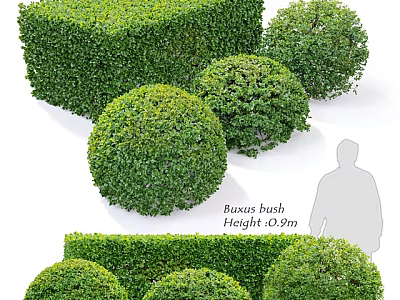 Buxus Bush In Various Shapes Cuboid And Spherical Forms With 0.9m Height For Garden Landscaping 3d model