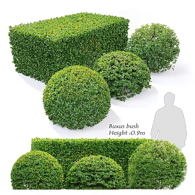 Buxus Bush In Various Shapes Cuboid And Spherical Forms With 0.9m Height For Garden Landscaping 3d model
