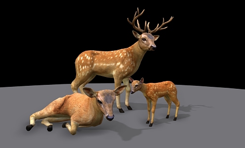 Sika Deer Combination Sika Deer Family Forest Animals 3d model