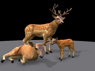 Sika Deer Combination Sika Deer Family Forest Animals 3d model