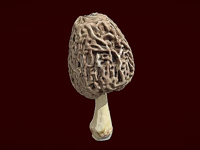 Wild Morel Mushroom with Reticulated Cap and White Stem on Brown Background 3d model
