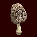 Wild Morel Mushroom with Reticulated Cap and White Stem on Brown Background