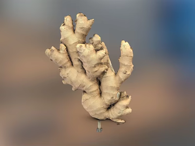 Fresh Natural Ginger Root Vegetable Raw Organic Healthy Culinary Ingredient 3d model Fresh Natural Ginger Root Vegetable Raw Organic Healthy Culinary Ingredient 3d model