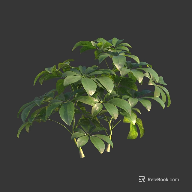 Lush Green Leafy Indoor Plant With Thick Stems Healthy Foliage And Vibrant Leaves 3d model 