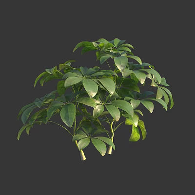 Lush Green Leafy Indoor Plant With Thick Stems Healthy Foliage And Vibrant Leaves 3d model