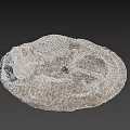 Prehistoric Dinosaur Skeleton Fossil Preserved In Rock Matrix With Complete Remains