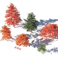 Arbor Nyssa Trees Display Red Orange And Green Foliage In Landscape Settings
