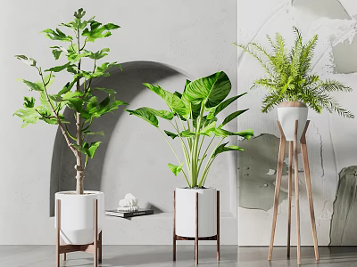 Different Types of Indoor Potted Green Plants in White Pots with Wooden Stands 3d model