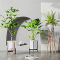 Different Types of Indoor Potted Green Plants in White Pots with Wooden Stands